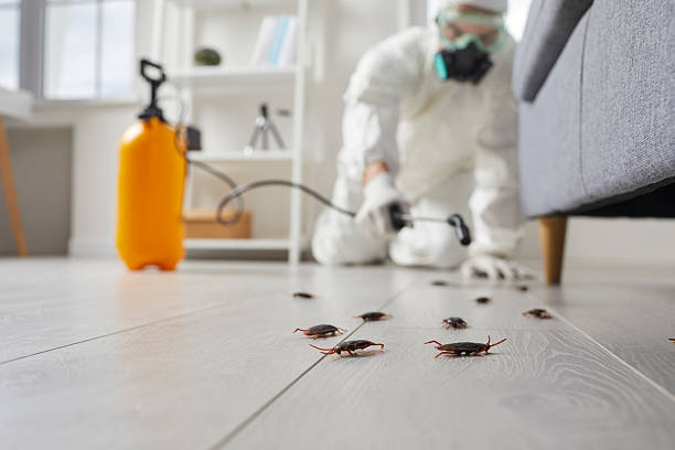 Trusted Termite Control service in Coral Hills, MD - Nex Pest Control